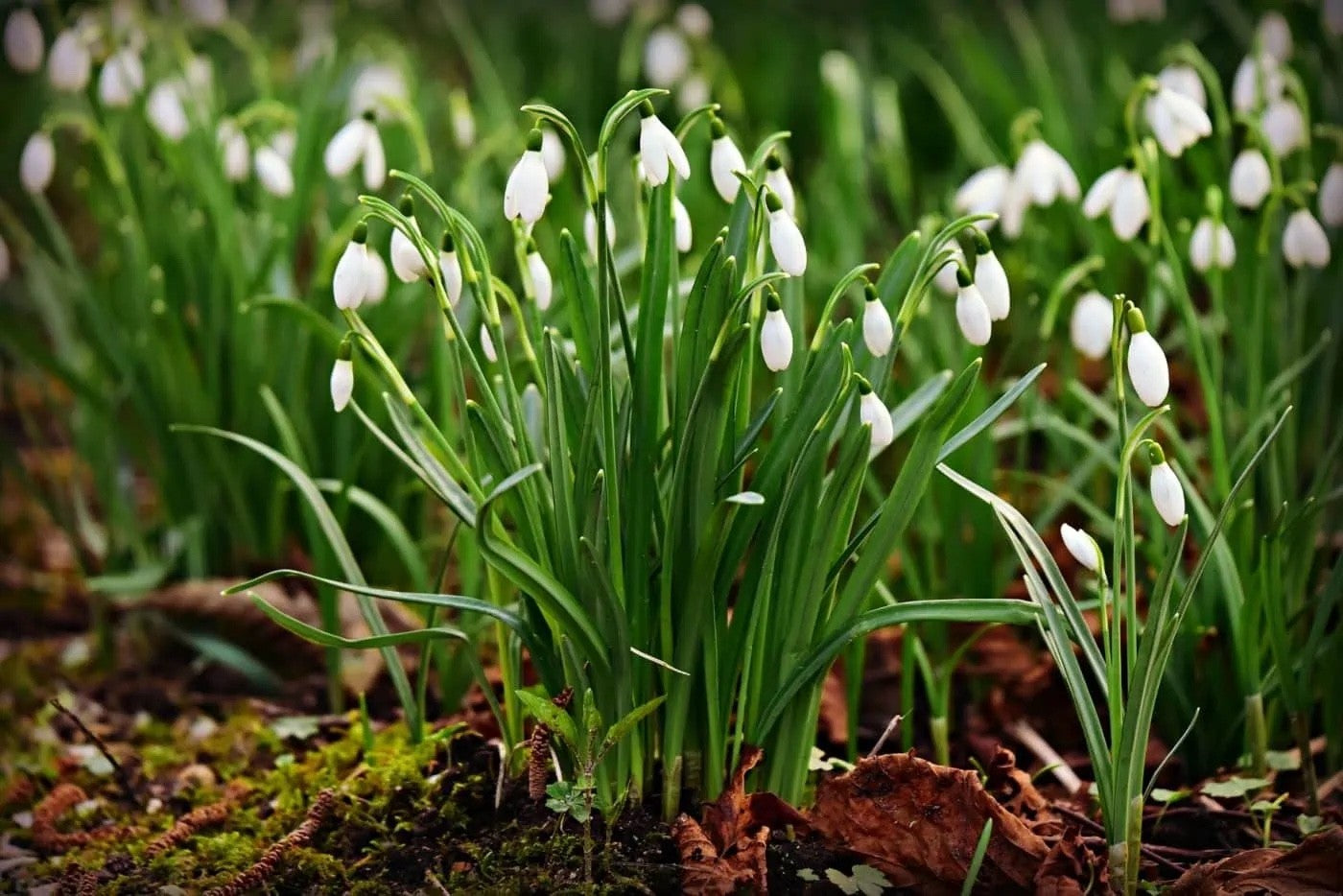 15x Snowdrop Elwesii Bulbs 4/5cm Giant White Early Spring Flowering Bulbs