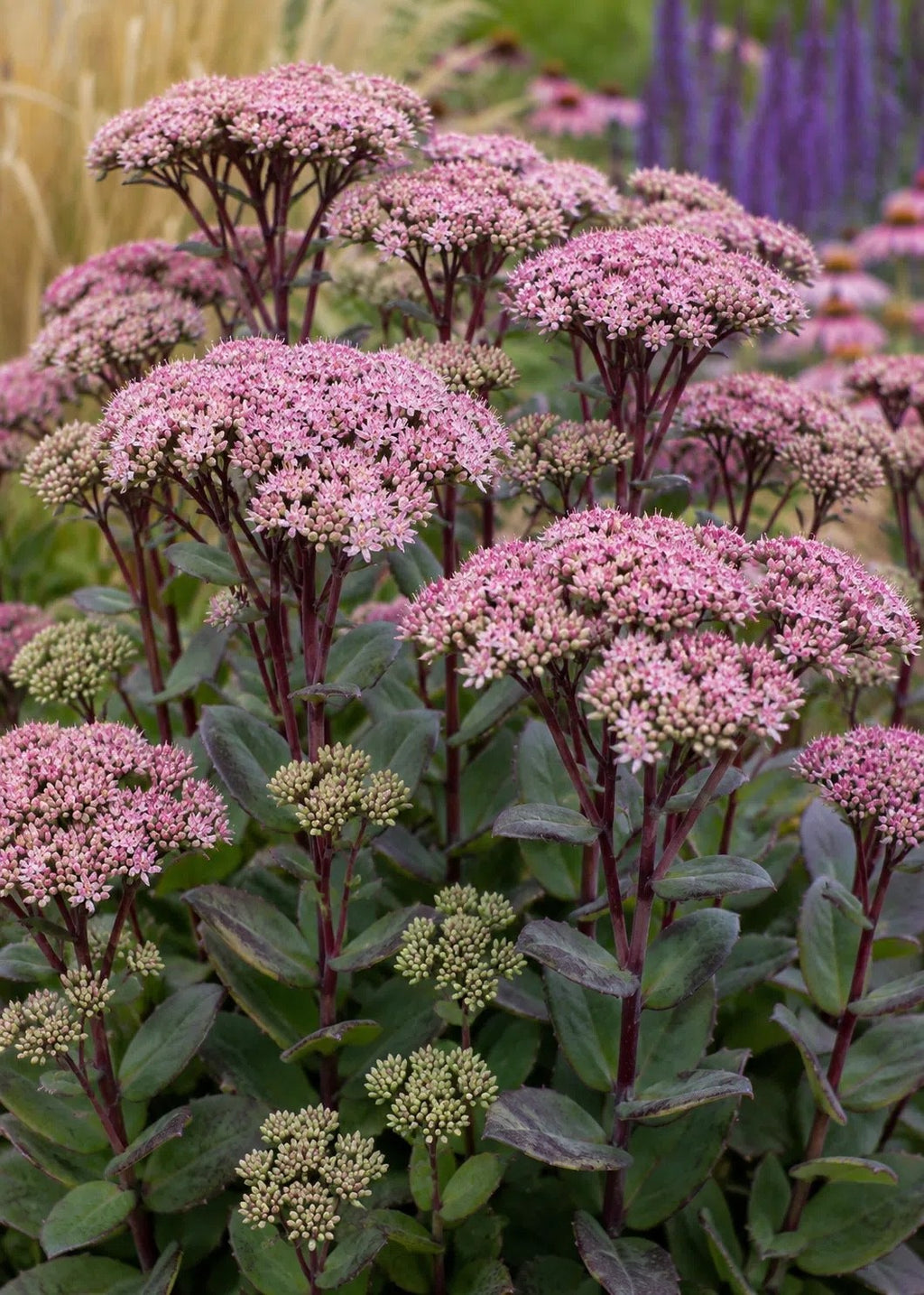 2x Sedum Matrona Plants 9cm Pots Hardy Perennial Pink Flowers Bee Friendly