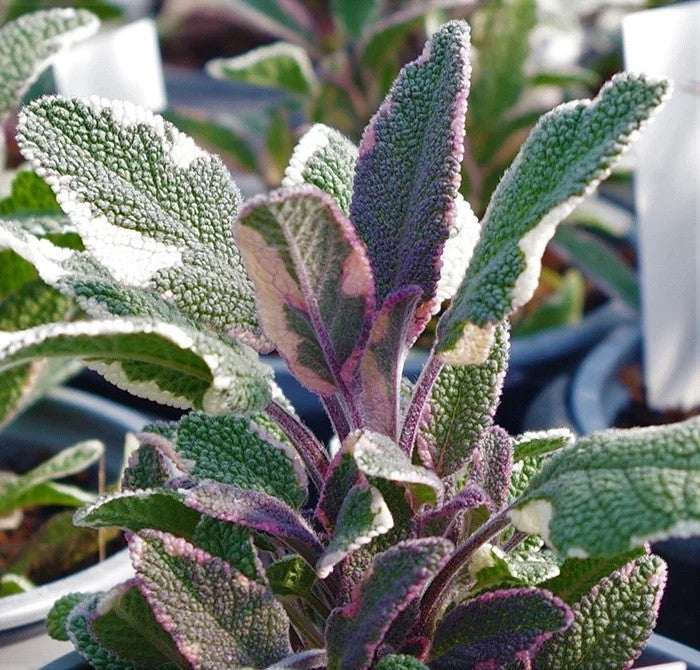 2 Beautiful Tricolour Sage 9cm Plants Pink Cream & Green Aromatic Foliage