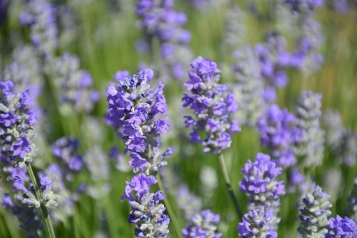 2x English Lavender Munstead Plants Hardy Garden Lavender Angustifolia 10.5c pot