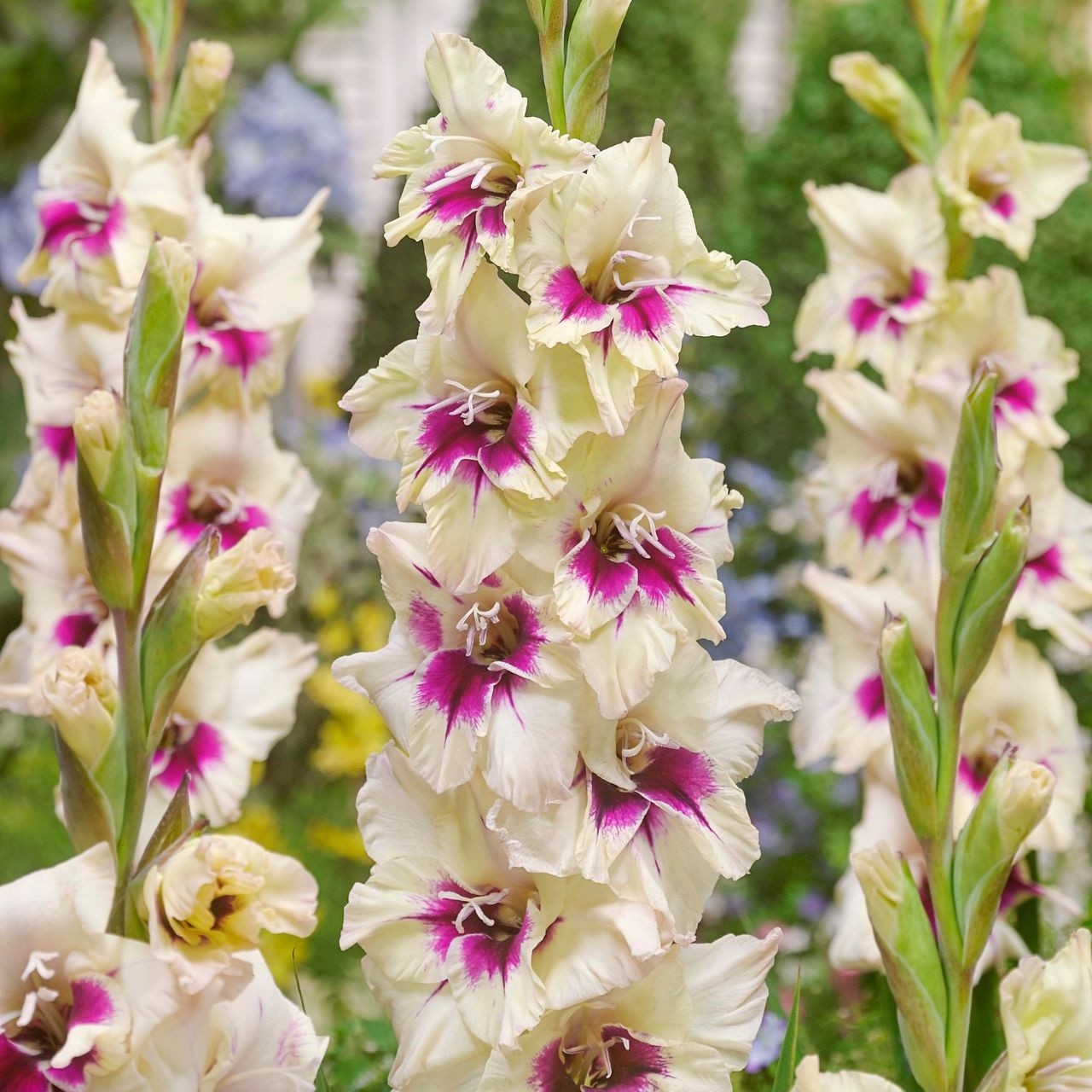4 x Gladioli Amber Mystique Bulbs - Excellent Cut Flower Beautiful Perennial