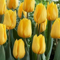 10x Tulip Golden Apeldoorn Bulbs 10/11cm Yellow Spring Flowering Tulips
