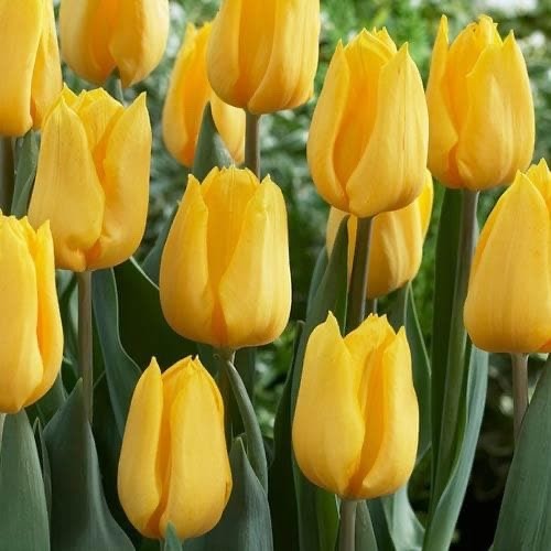 10x Tulip Golden Apeldoorn Bulbs 10/11cm Yellow Spring Flowering Tulips