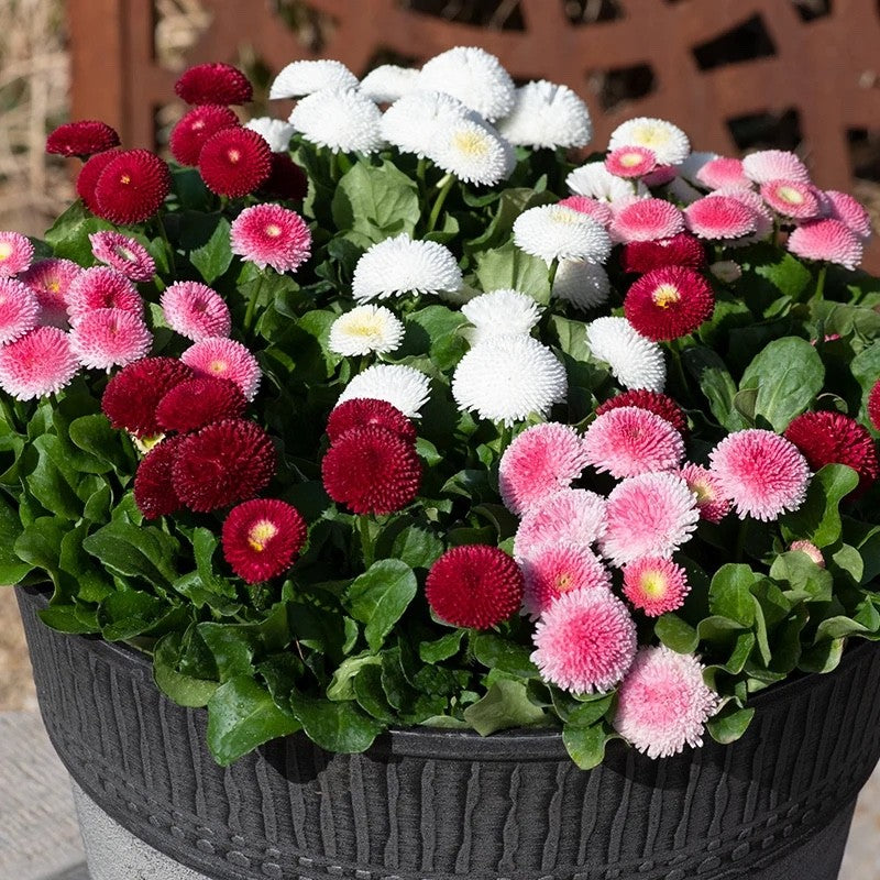2x Bellis Bellissima Mix Plants 9cm Pots Double Daisy Hardy Spring Flowers