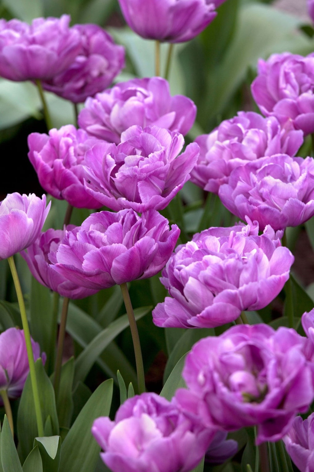 10x Double Early Tulip Blue Diamond 10/11cm Bulbs Pre-Order Autumn Planting