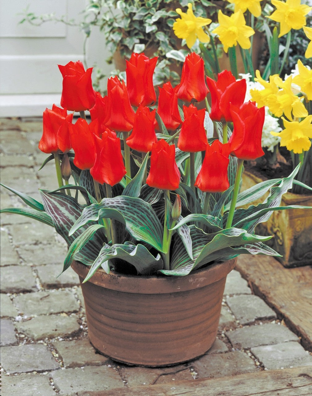 15x Dwarf Tulip Red Riding Hood 10/11cm Bulbs Autumn Planting Pre-Order