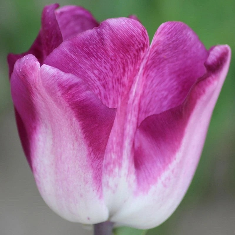 10x Tulip Shirley Bulbs 10/11cm White Purple Spring Flowering Garden Bulbs