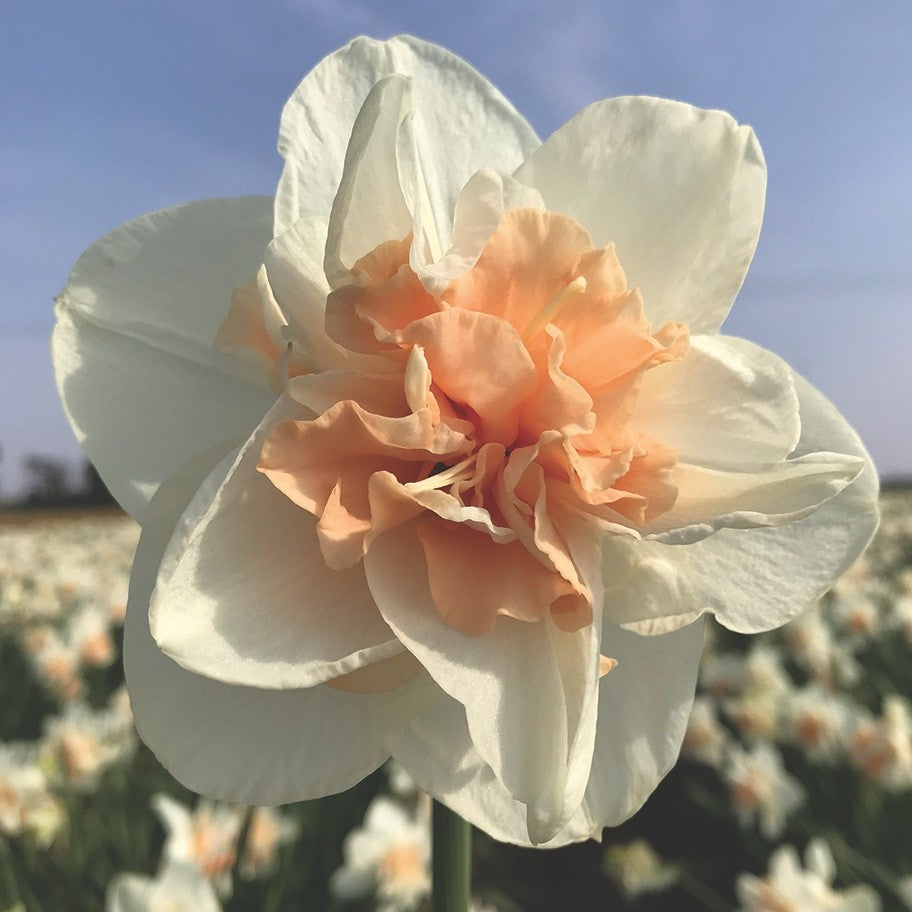15x Daffodil Delnashaugh Bulbs Double White Pink Spring Narcissus Flowers