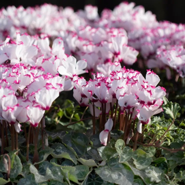 2x Cyclamen Victoria Plants 10.5cm Pots Autumn Winter Flowering