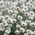 Rhodanthemum 'Casablanca' - Moroccan Daisy Hardy Garden Shrub in 2 litre pot