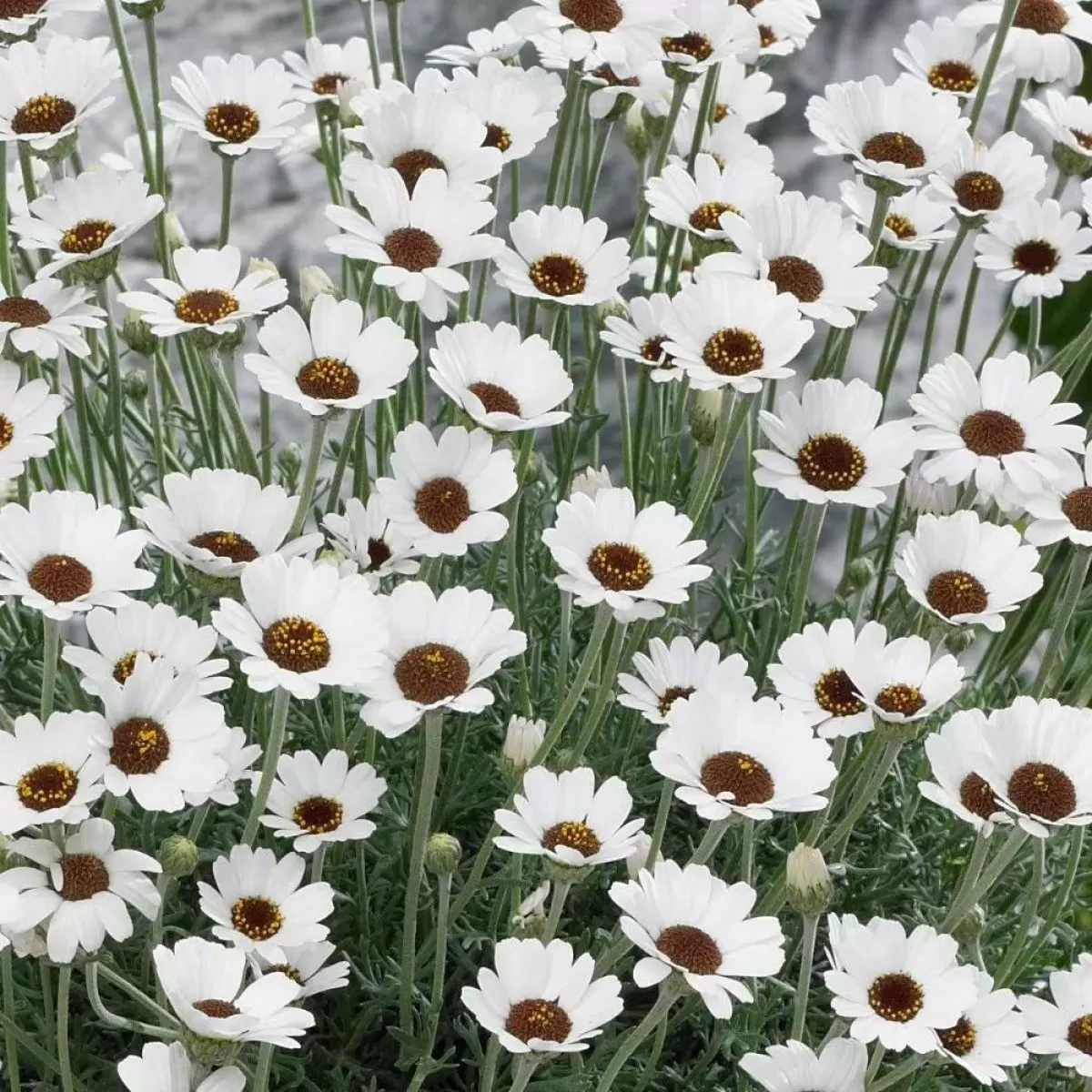 Rhodanthemum 'Casablanca' - Moroccan Daisy Hardy Garden Shrub in 2 litre pot