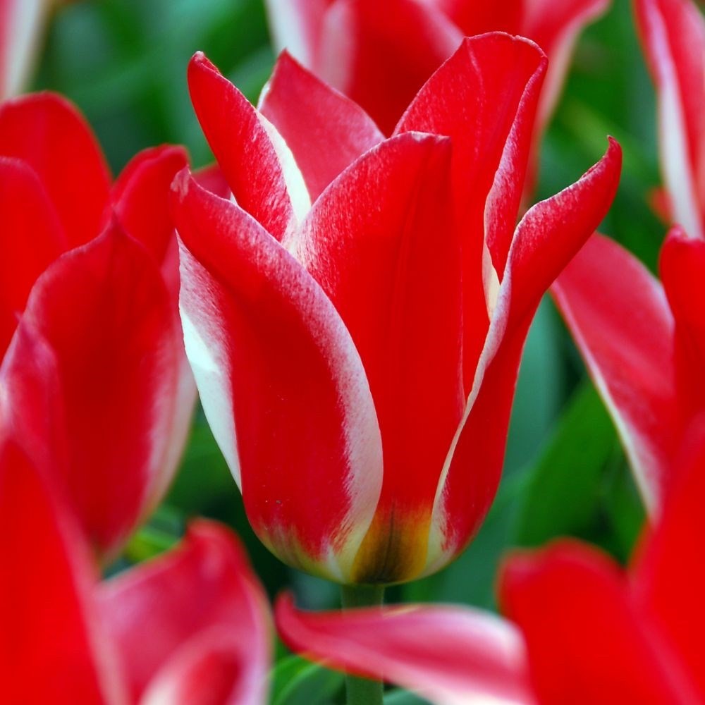 15x Dwarf Tulip Pinocchio 10/11cm Bulbs Autumn Planting Pre-Order