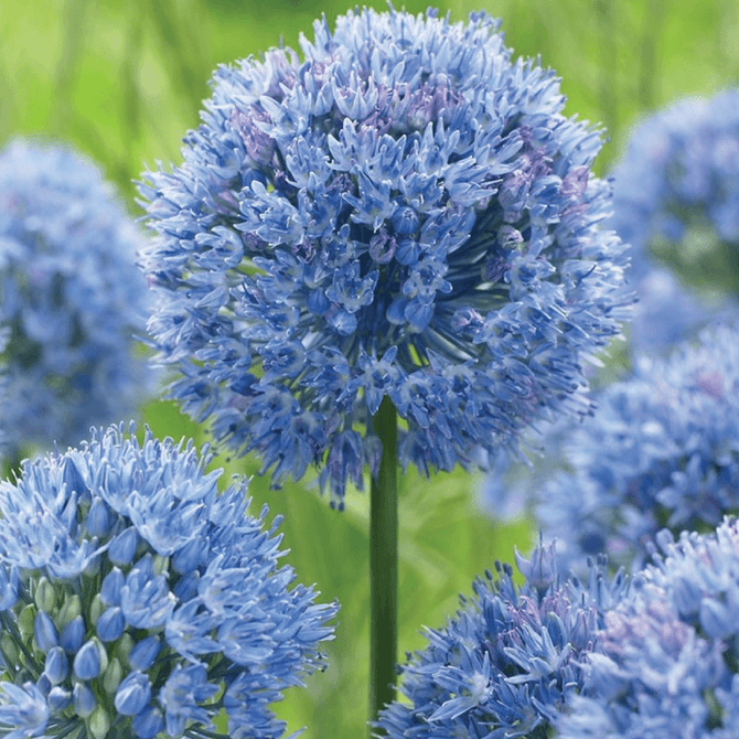2 x Allium Azureum Caeruleum - Ornamental Onion Hardy Perennial in 9cm pots