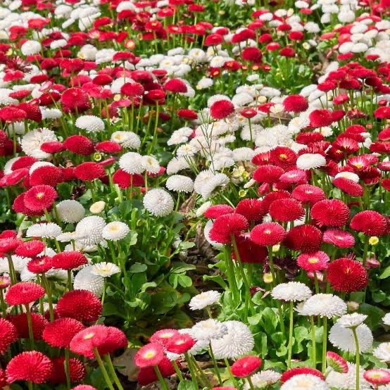 2x Bellis Bellissima Mix Plants 9cm Pots Double Daisy Hardy Spring Flowers