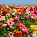 2 x Ranunculus Mixed Colours - Lucky Dip Colour Flower Garden Plant in 9cm pots