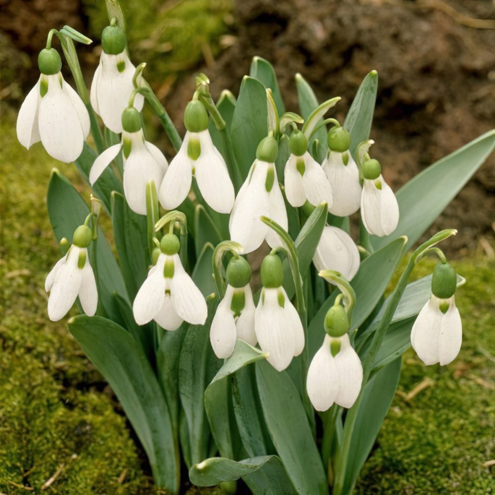 15x Snowdrop Elwesii Bulbs 4/5cm Giant White Early Spring Flowering Bulbs