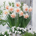 15x Daffodil Delnashaugh Bulbs Double White Pink Spring Narcissus Flowers