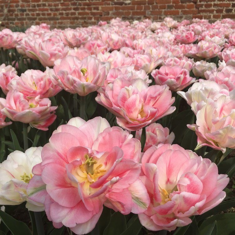 10x Double Early Tulip Peach Blossom 10/11cm Bulbs Pre-Order Autumn Planting