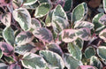 2 Beautiful Tricolour Sage 9cm Plants Pink Cream & Green Aromatic Foliage