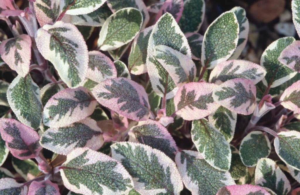 2 Beautiful Tricolour Sage 9cm Plants Pink Cream & Green Aromatic Foliage