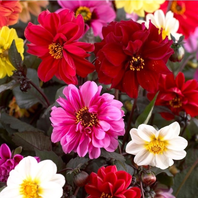 8 x Dahlia Border Mixed Bulbs - Perfect for adding colour to your garden