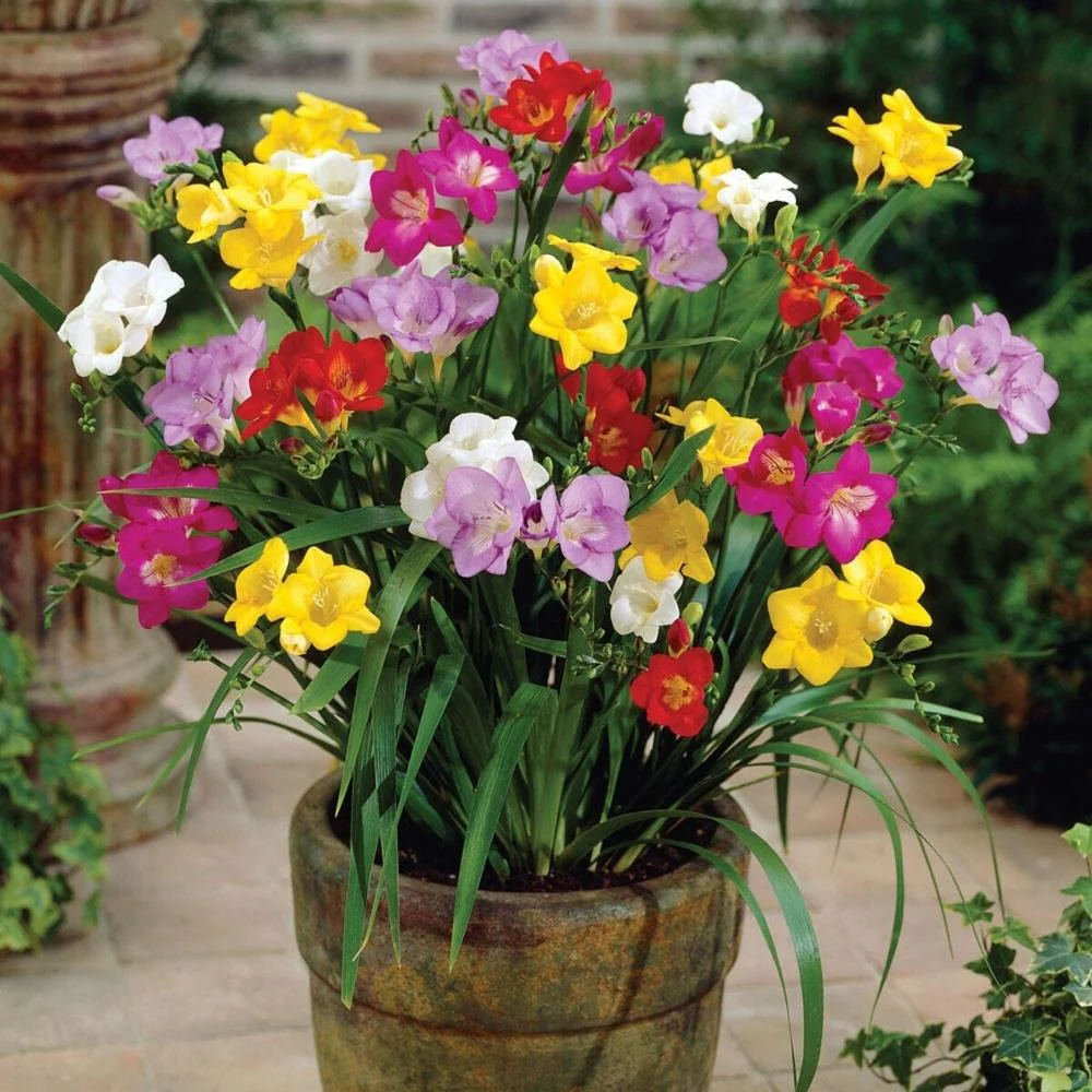 40 x Freesia Double Mixed Bulbs - Highly Fragrant Colourful Blooms Perennial