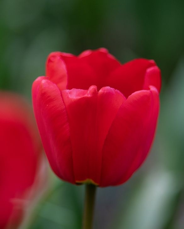 10x Tulip Apeldoorn Bulbs 10/11cm Large Red Spring Flowering Garden Tulips
