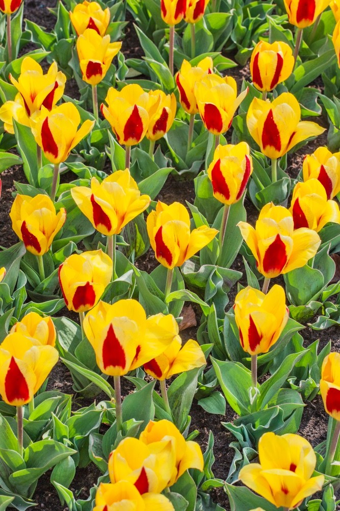 15x Dwarf Tulip Stresa 10/11cm Bulbs Autumn Planting Pre-Order