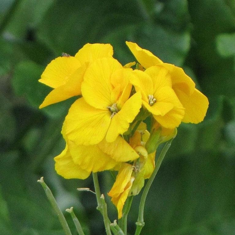 2x Wallflower Sugar Rush Yellow Plants 9cm Pots Fragrant Hardy Spring Flowers