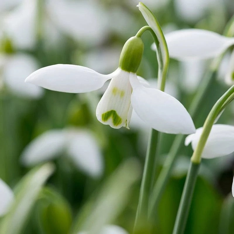 15x Snowdrop Elwesii Bulbs 4/5cm Giant White Early Spring Flowering Bulbs