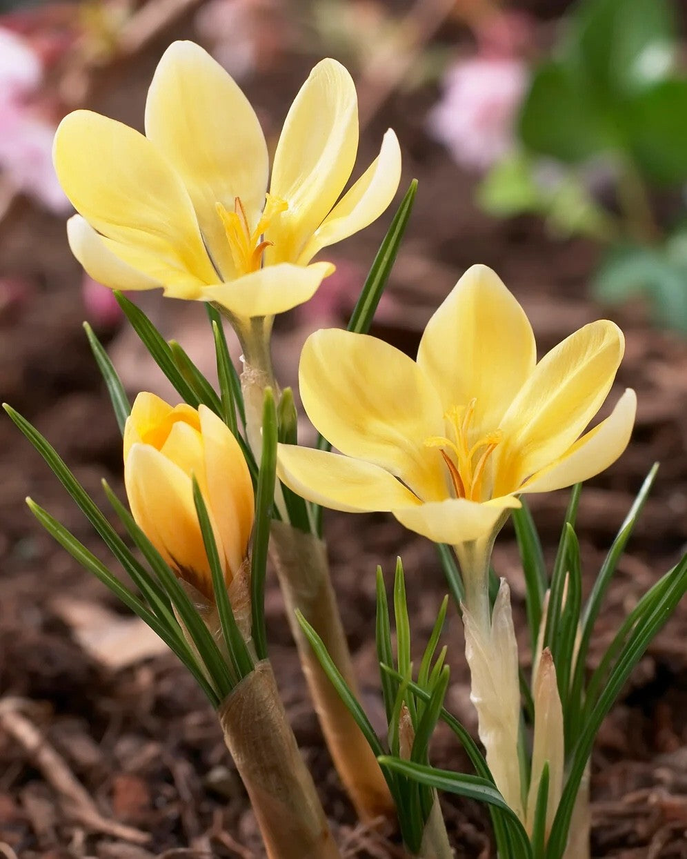 25x Crocus Romance Bulbs Spring Flowering Yellow Garden Bulbs Autumn Planting