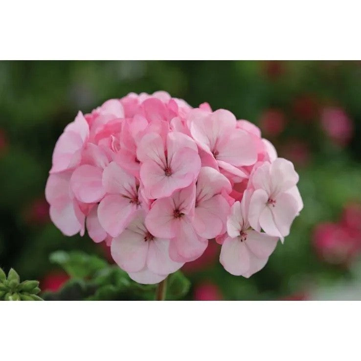 3x Geranium Benja Pink Plants 10.5cm Pots Summer Bedding Flowers