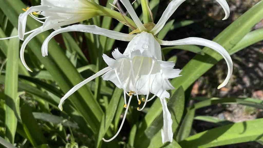 4 x Ismene Festalis Bulbs - Peruvian Daffodil Spider Lily