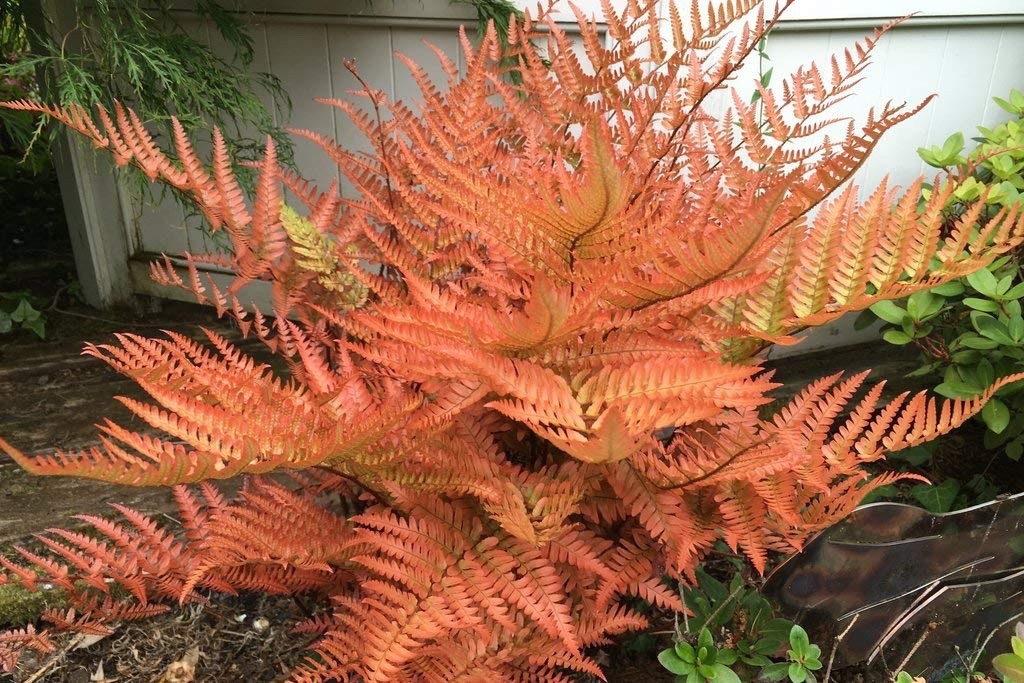 Dryopteris Erythrosora - Rosy Buckler Japanese Shield Autumn Fern in 2ltr pot