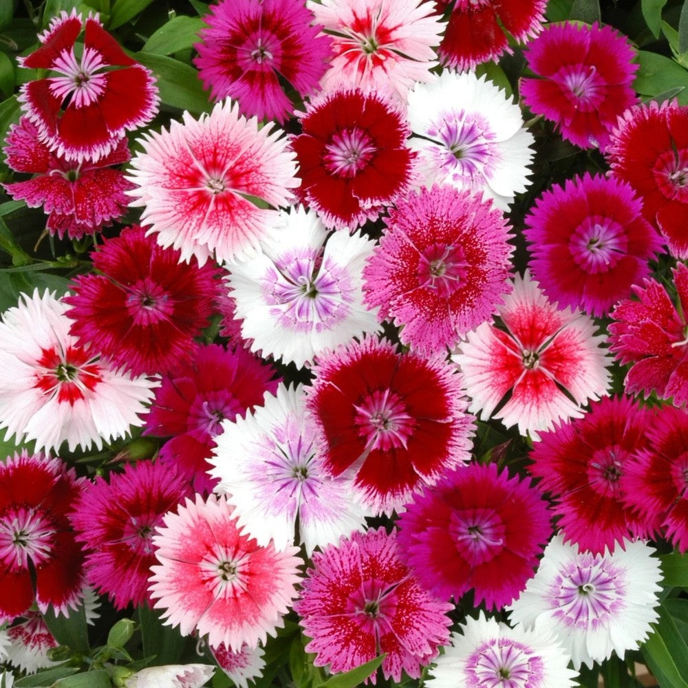2x Dianthus Festival Mix Plants 9cm Pots Hardy Perennial Colourful Pink Flowers
