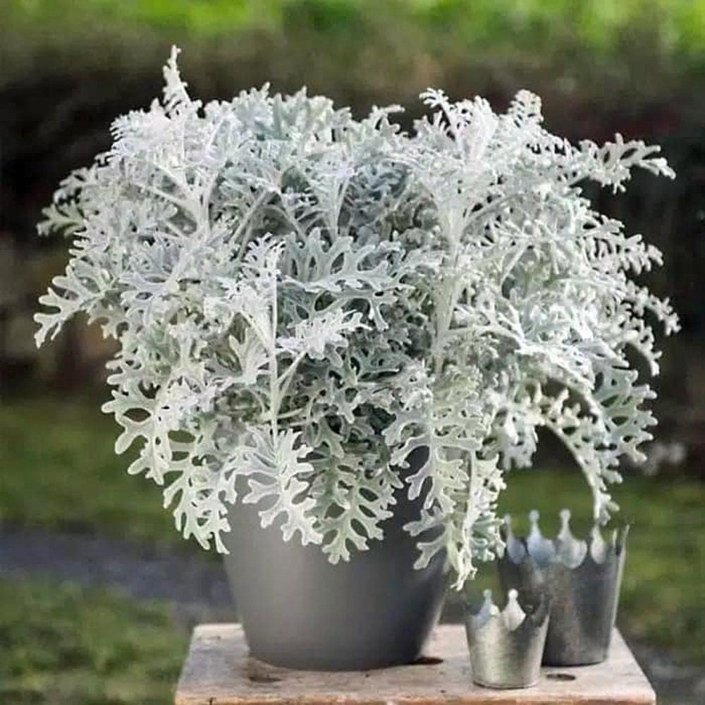 2x Cineraria Silver Dust Plants 9cm Pots Silver Foliage Border Bedding Plants