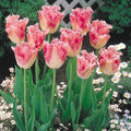 10x Double Early Tulip Peach Blossom 10/11cm Bulbs Pre-Order Autumn Planting