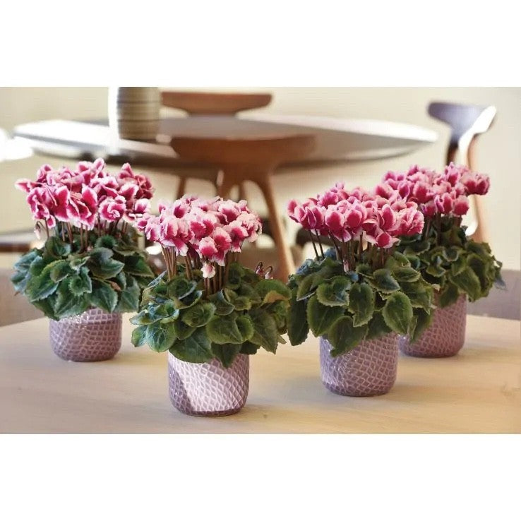2x Cyclamen Picola Magenta Bicolour Plant 10.5cm Pot Autumn Winter Flowers
