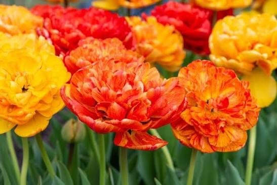 10x Tulip Sun Lover Bulbs 10/11cm Double Orange Yellow Spring Flowers