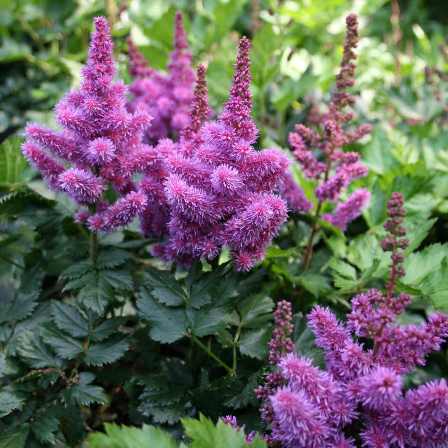 12 x Cottage Garden Bulbs Mix – Peony, Astilbe, Dahlia, Liatris – Summer Flowers