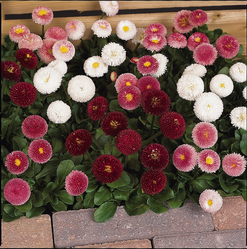 2x Bellis Bellissima Mix Plants 9cm Pots Double Daisy Hardy Spring Flowers