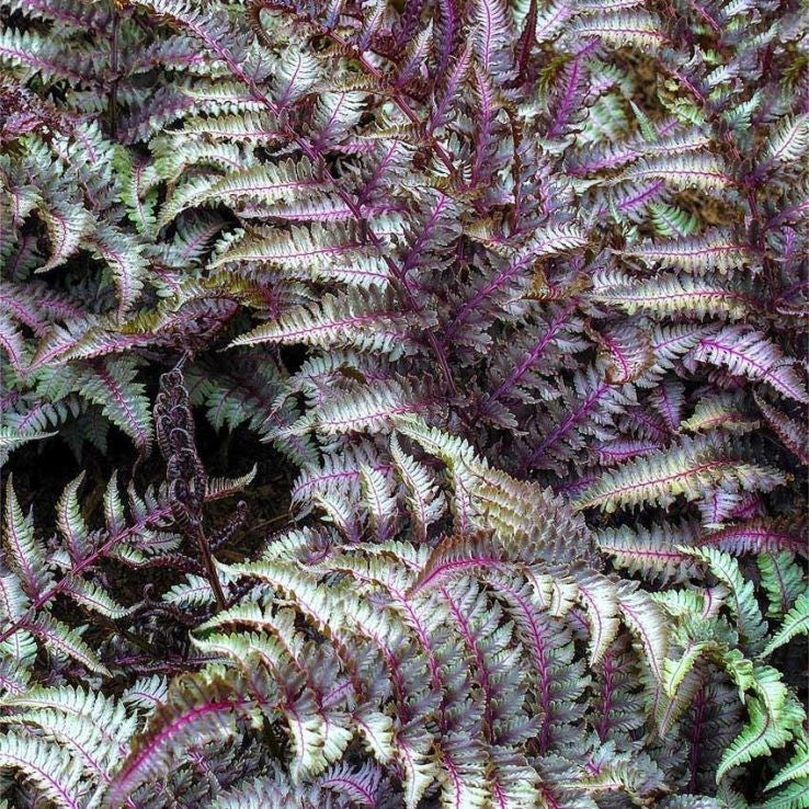 2 x Athyrium Niponicum Metallicum - Plant Fern Perennial 9cm potted