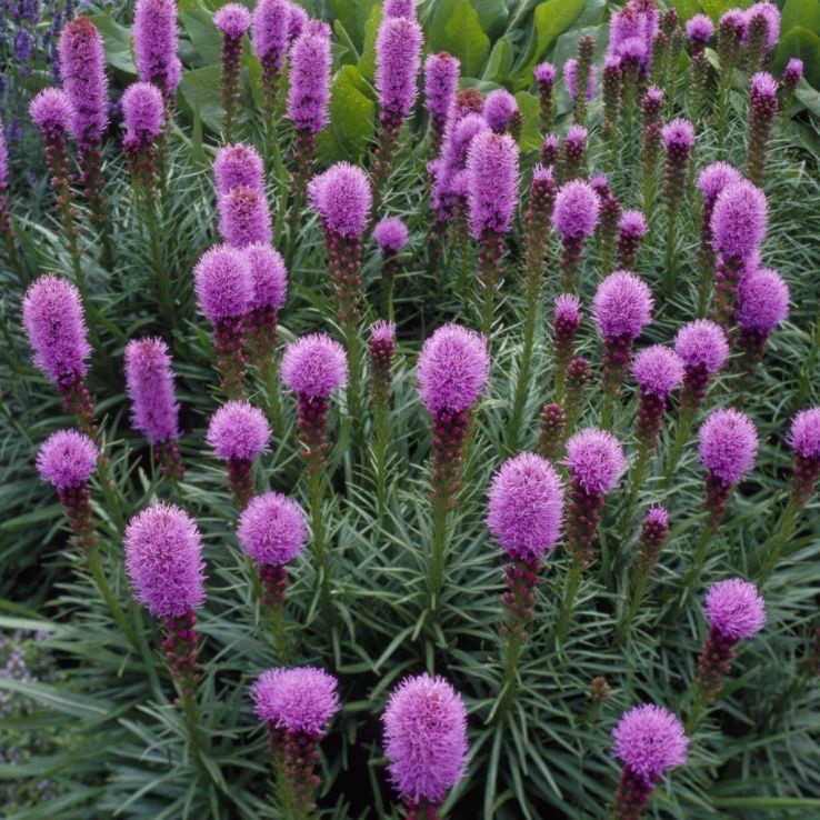 4 x Liatris Spicata Kobolt Bulbs - Gayfeather Compact and Colourful Perennial