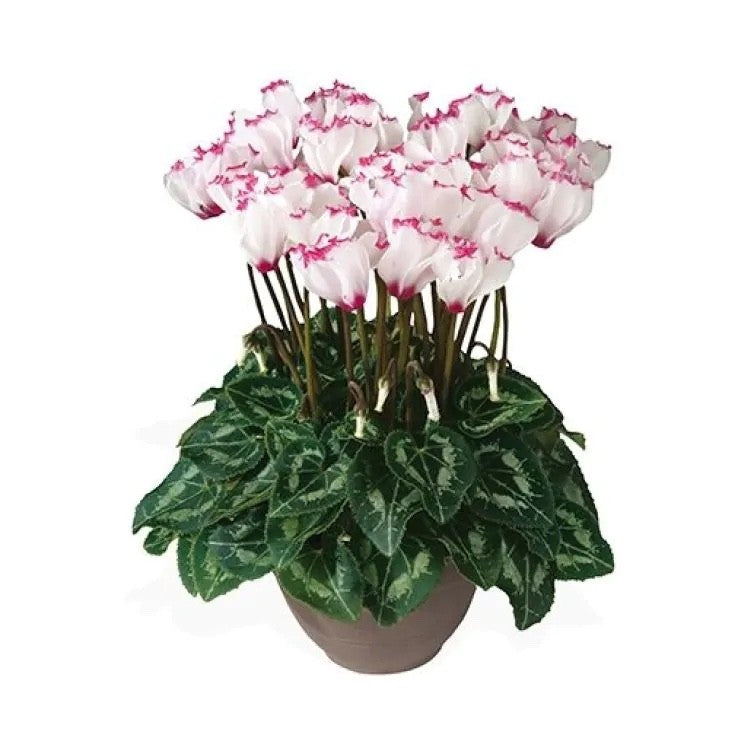 2x Cyclamen Victoria Plants 10.5cm Pots Autumn Winter Flowering