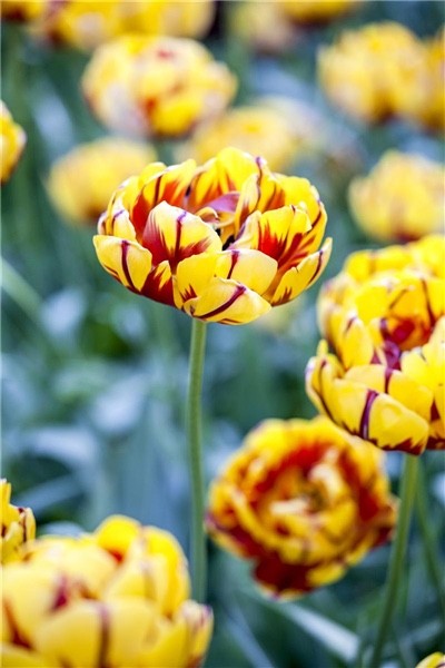 10x Tulip Golden Nizza Bulbs 10/11cm Double Yellow Spring Flowering Tulips