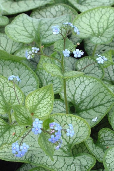 Brunnera macrophylla 'Jack Frost' 3 Litre potted - Siberian Bugloss plant