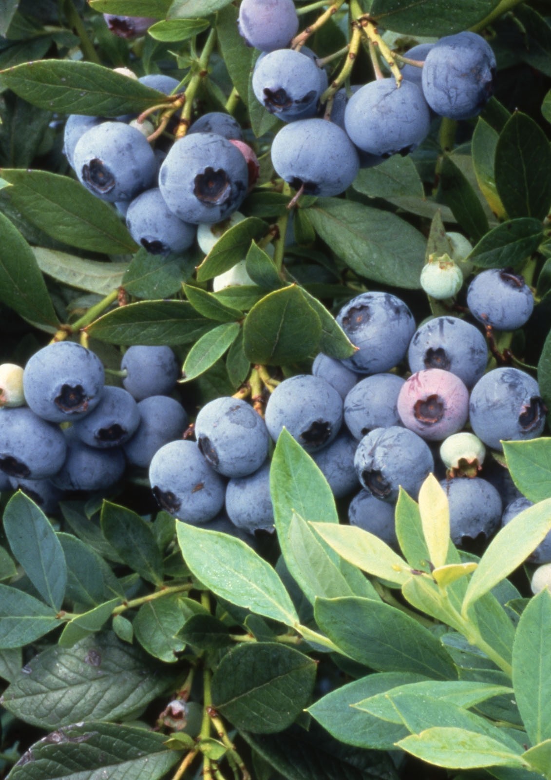 2 x Patio Blueberry "Sunshine Blue" plants -  Vaccinium Corymbosum in 9cm Pot