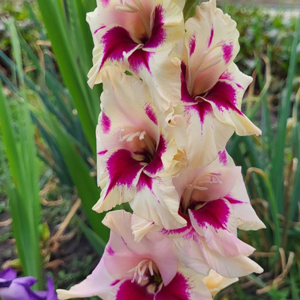 28 x Summer Flower Bulbs Mix – Gladioli, Dahlia, Liatris, Begonia
