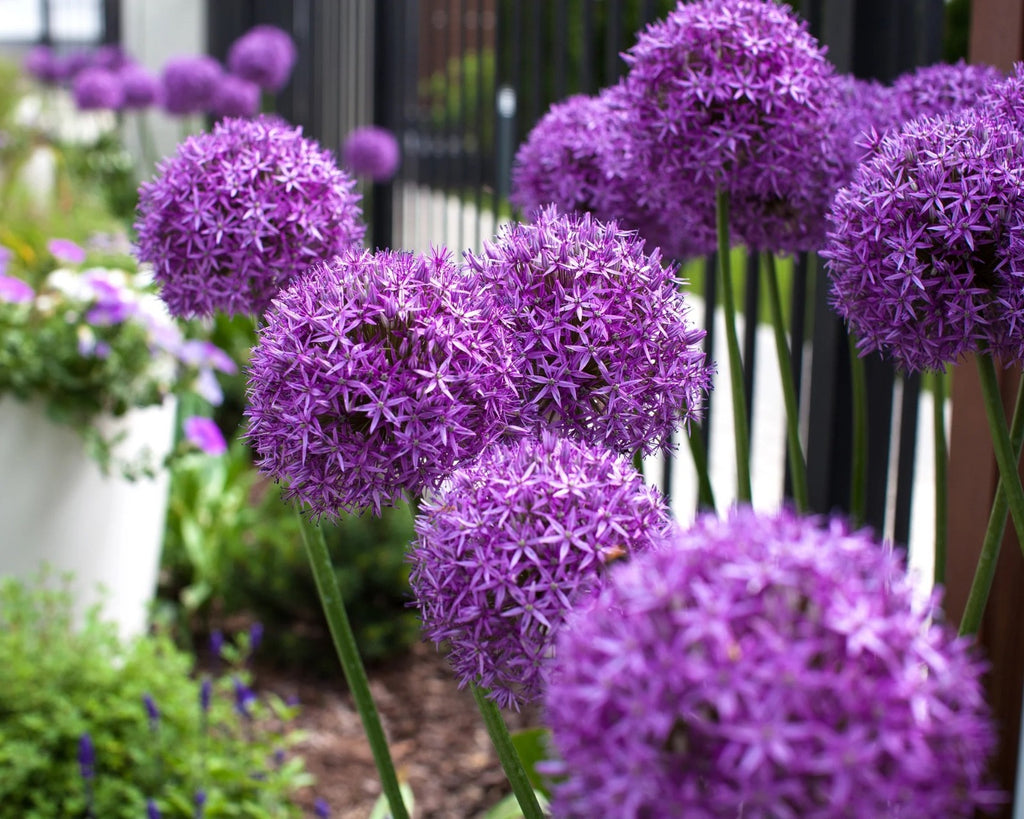 Allium Globemaster Bulbs 24cm+ Giant Purple Ornamental Flower Perennial