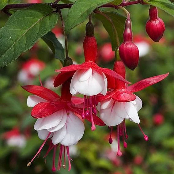 2 x Fuchsia 'Snowcap' - Striking Scarlet and White Hardy Perennial in 10.5cm pot